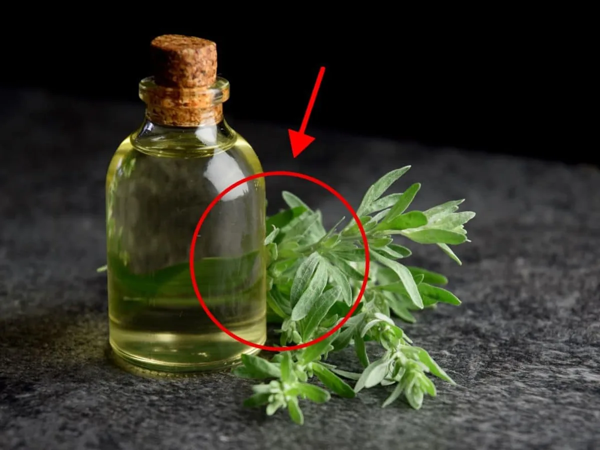 Cachaça Infundida com Losna