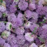 Receita de Flor de cebolina recheando Flores de abobrinha, enviada por Luciana Souza - Prazer à Mesa